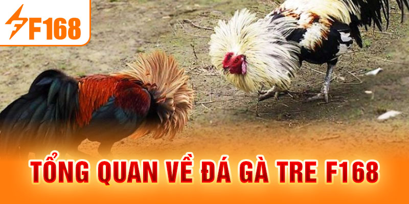 Đá Gà Tre F168 - Thiên Đường Cá Cược Hấp Dẫn, Kịch Tính Tổng quan về đá gà tre F168